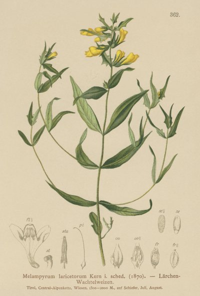 Trigo vacuno pequeño (Melampyrum laricetorum, Melampyrum carpathicum, Melampyrum sylvaticum) de German School